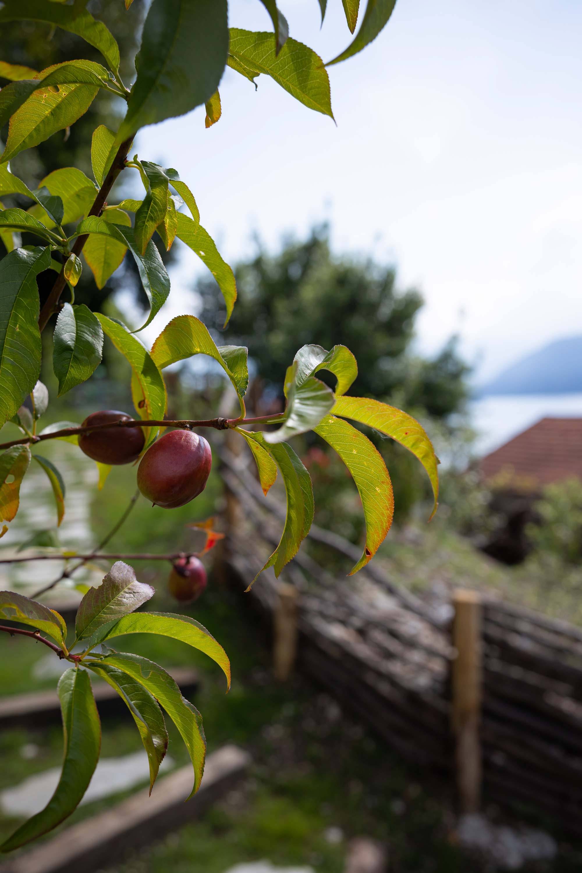 villa-clementina-cucina-bio-km0-orto