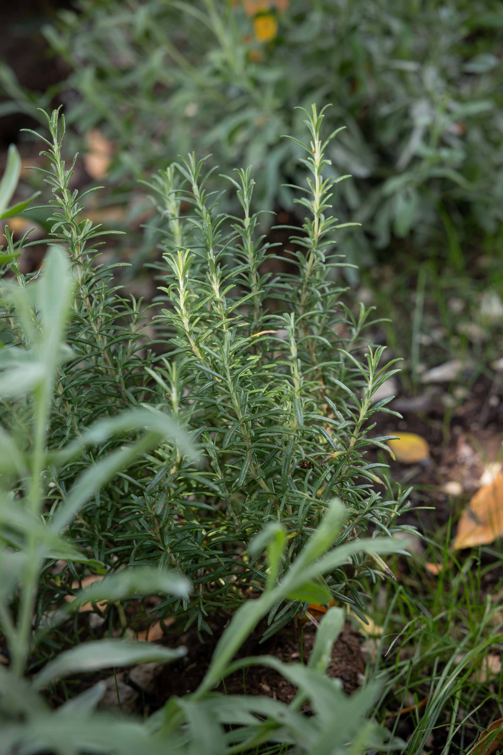 villa-clementina-cucina-bio-km0-rosmarino