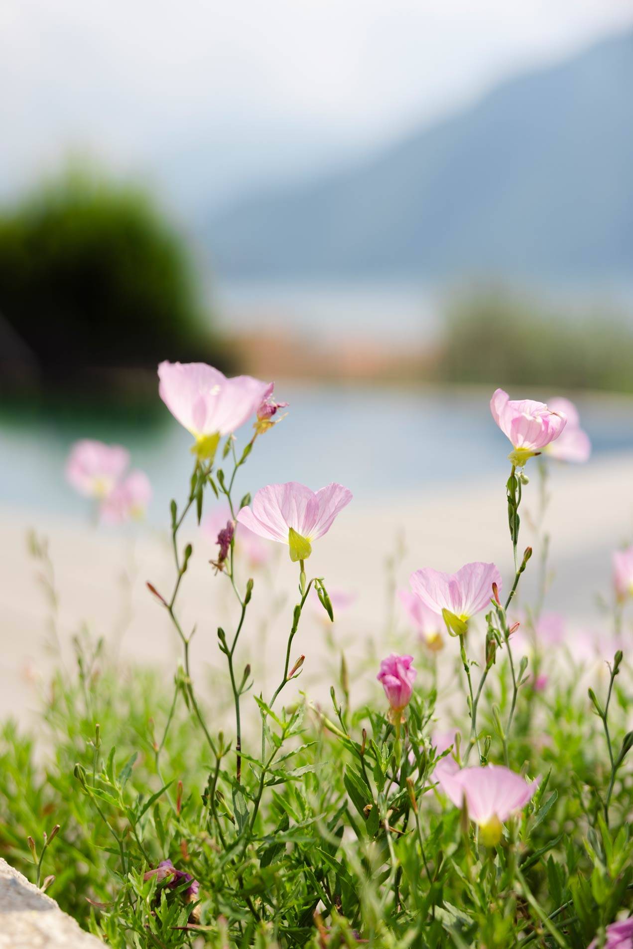 Villa-Clementina-boutique-hotel-lake-como-colonno (51)