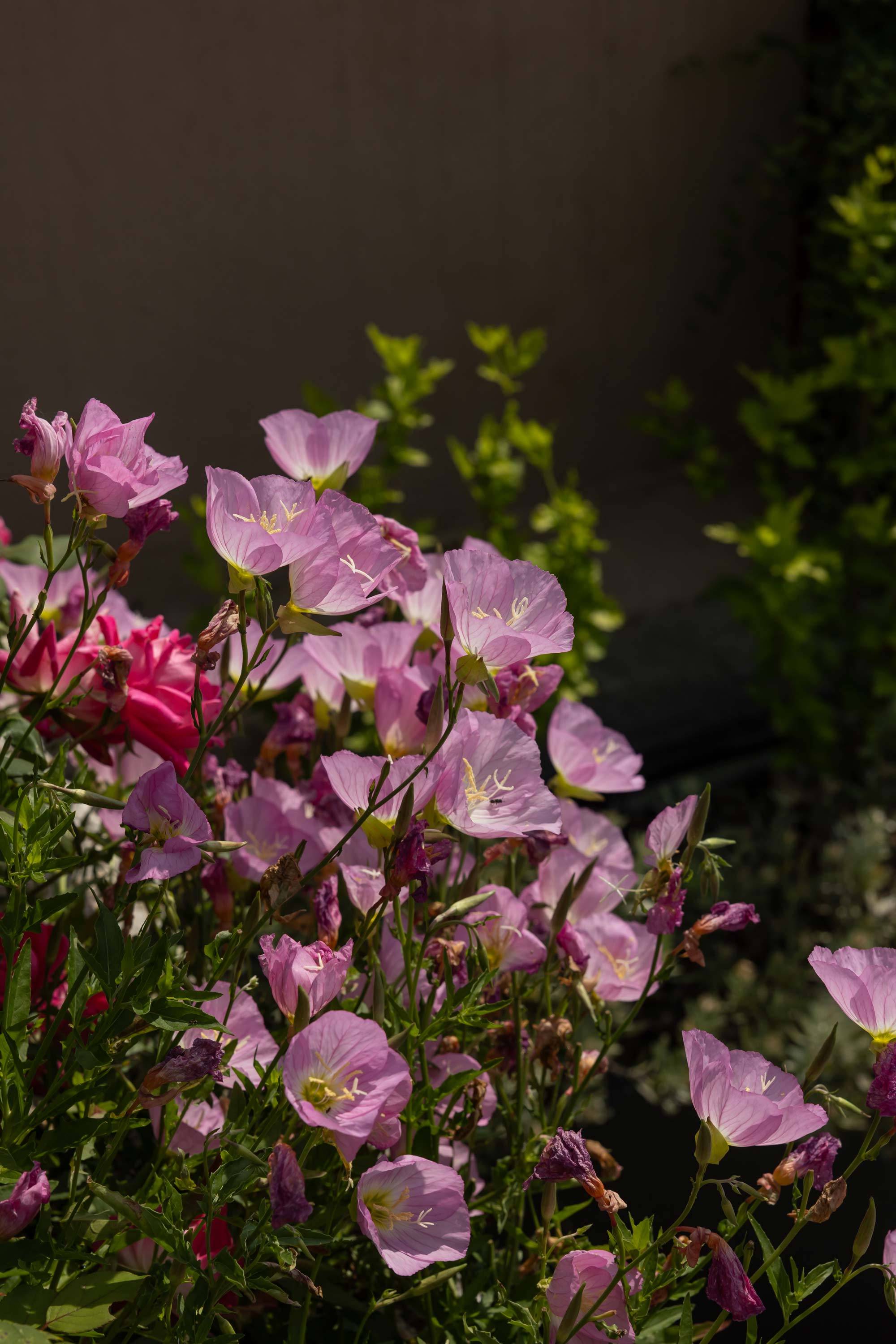 villa-clementina-cucina-bio-km0-fiori