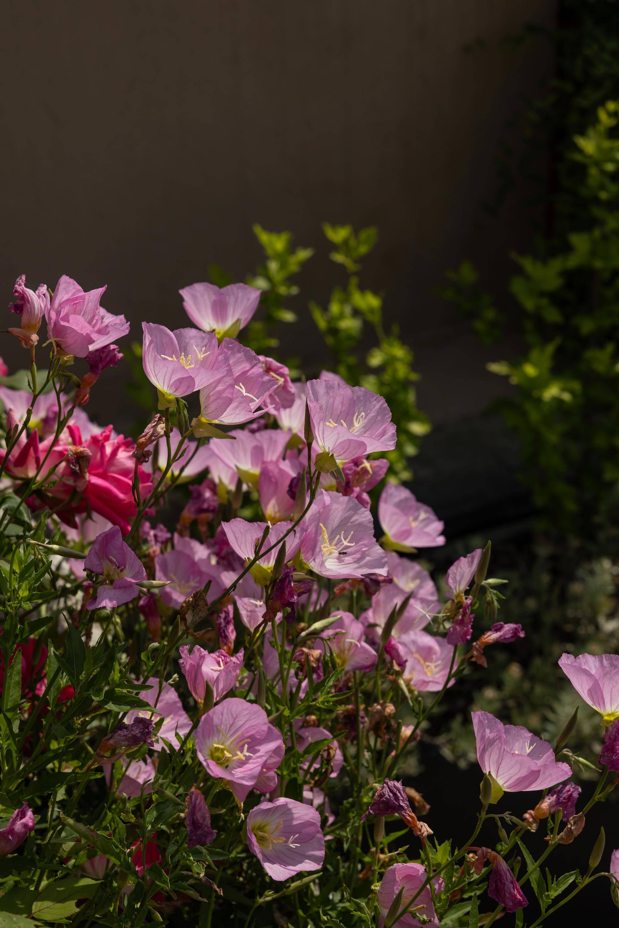 villa-clementina-hotel-boutique--lago-como-fitness-fioritura