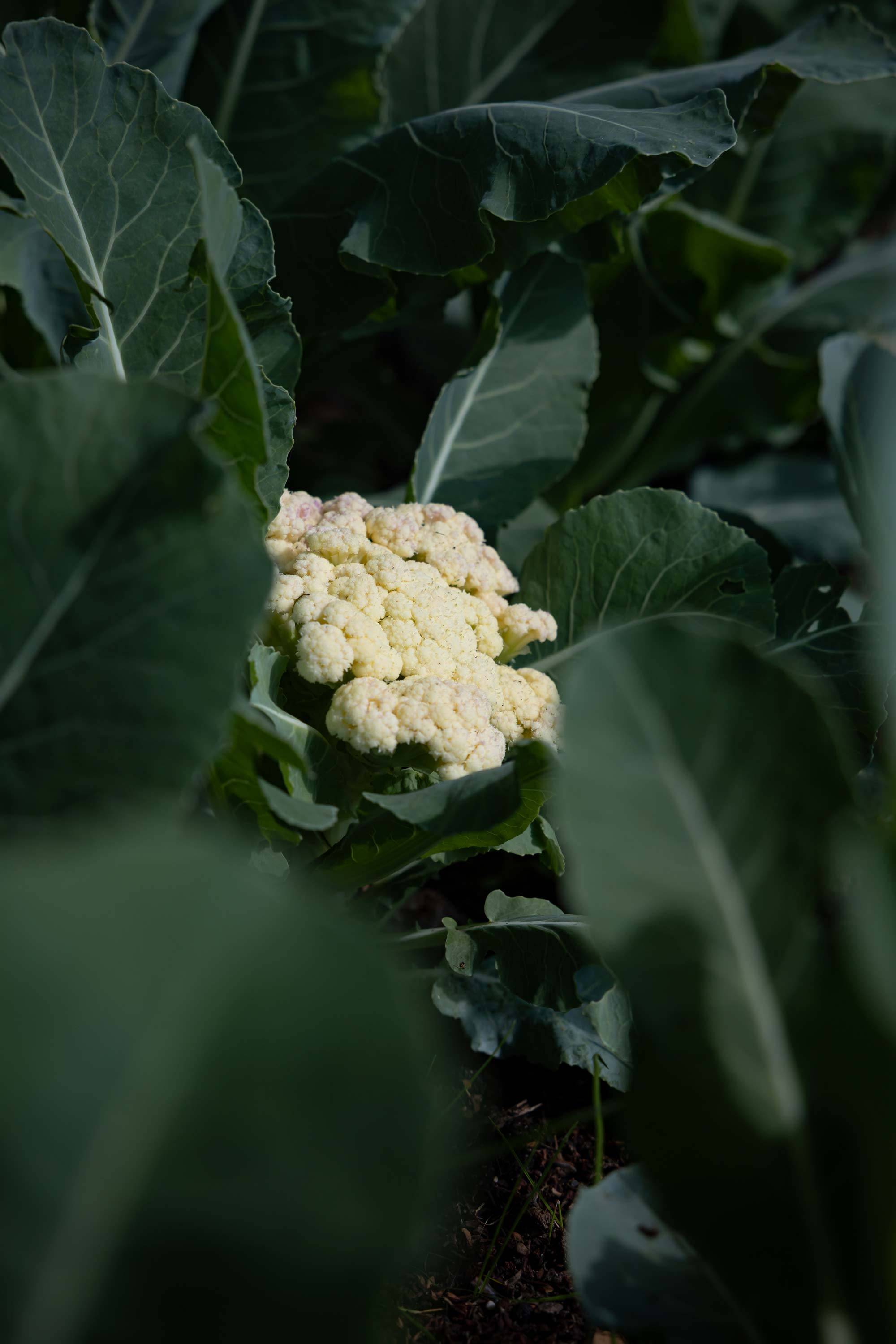 villa-clementina-cucina-bio-km0-7