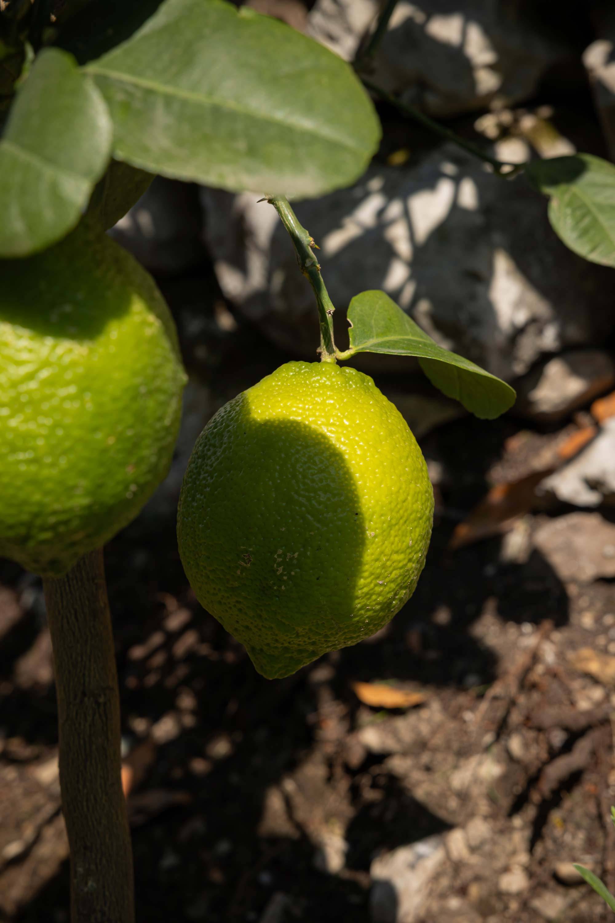 villa-clementina-cucina-bio-km0-6